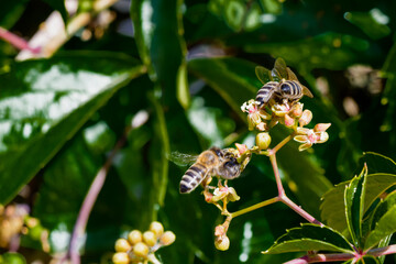 Bees pollinating flowers in a sunny garden during spring season