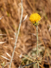 Yellow thistle flower in dry summer field