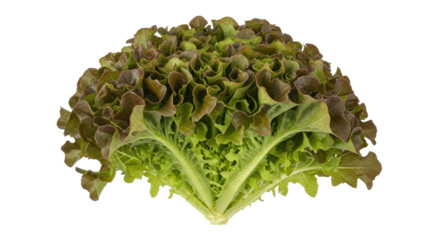 Isolated Red Oak Leaf Lettuce