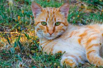 An orange tabby cat is peacefully lounging amidst lush green grass on a sunny day, surrounded by...