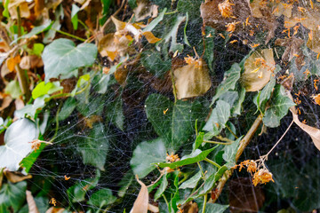 Web of spider silk glistens under soft sunlight among vibrant green leaves in a serene garden setting during late afternoon