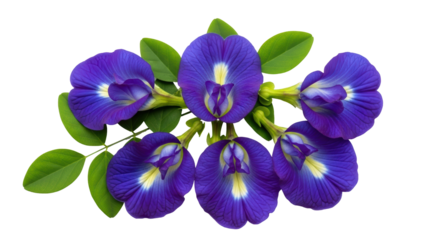 Isolated Butterfly Pea Flowers