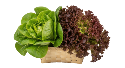 Isolated Lettuce assortment in basket