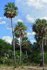 Obraz premium Palm trees, postcards from the countryside of Formosa, Argentina