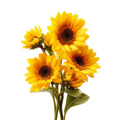 Obraz premium Bright yellow sunflowers in full bloom, cut out isolated on transparent or white background