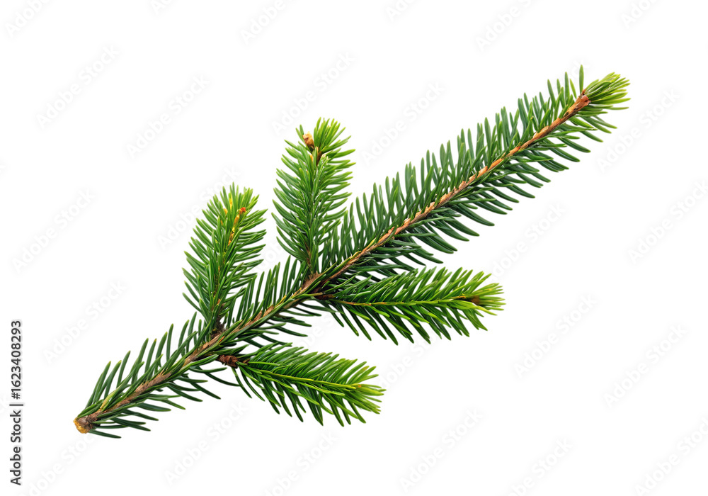 Poster vector art of a single green pine tree branch with needles, isolated on a transparent background