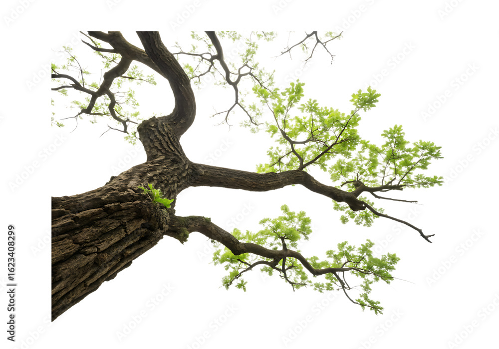 Poster vector art of a closeup view of a large tree trunk and branches with green leaves, isolated on a tra