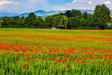 landscape with flowers and meadow