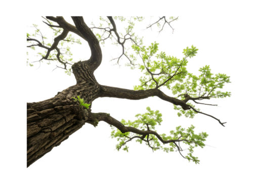 Vector art of a closeup view of a large tree trunk and branches with green leaves, isolated on a transparent background