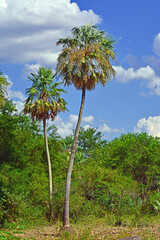 Fototapeta premium Palm trees, postcards from the countryside of Formosa, Argentina