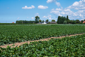 Field of growing zucchini at the Flemish countryside in Langemark Poelkapelle, West Flanders, Belgium