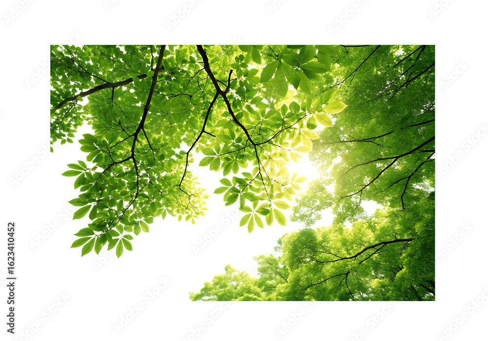Poster vector art of looking up through green tree leaves and branches with sunlight shining through, isola