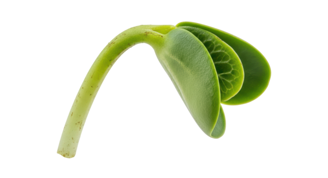 Isolated Soybean Sprout with Cotyledons