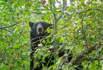 A black bear, Ursus americanus, climbs into a crabapple tree to eat