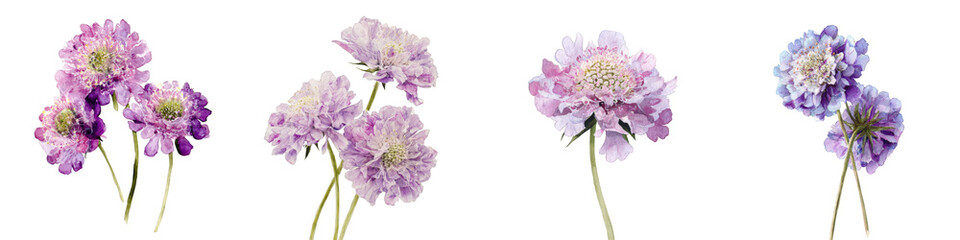 Fototapeta premium Scabiosa flowers purple pink delicate floral arrangement on transparent background