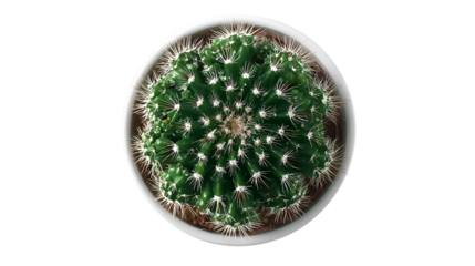 Top view of a green cactus in a white pot on black background