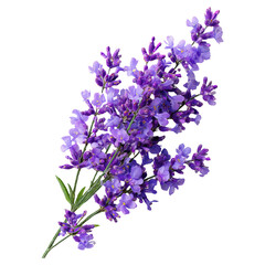 Isolated Purple Flower on Transparent Background with Green Leaves