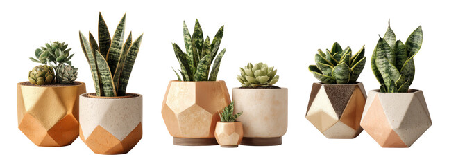 Decorative Geometric Planters with Succulents on Transparent Background