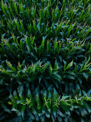 An aerial drone view of cornfields in the town of Cóbreces, in the municipality of Alfoz de Loredo. Cóbreces, Cantabria, Spain, Europe