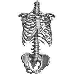 Vintage anatomical illustration of the human torso skeleton, including the rib cage, spine, and pelvis, isolated on a white background. © Sarinah 
