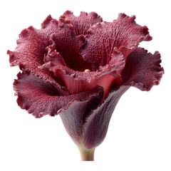Isolated Burgundy Flower on Transparent Background for Design Use