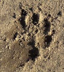 Dog's paw footprint with texture of the sand, minimalistic background