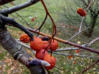 Red ashberries on a tree branch close-up, macro autumn nature lanscape