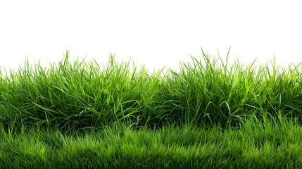 Fototapeta premium Lush Green Grass Isolated on Black Background Nature Scenery