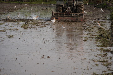 tractor engaged in puddling a rice paddy field 
