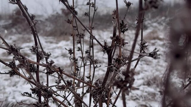 Branches of a tree in the snow