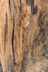 Split tree log showing rough wooden grain and texture