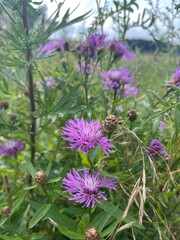 purple thistle flower