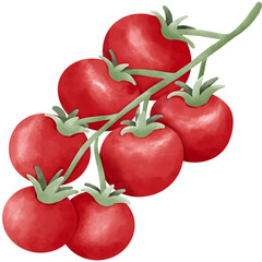 Watercolor illustration of cherry tomatoes on a vine, bright red tone with green stem, perfect for food packaging, organic market design, recipe book, healthy lifestyle graphics and kitchen decor.