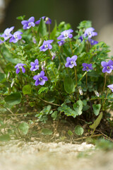 Corsica pansy or Corsica violet (Viola corsica) is a perennial herb native to Corsica and...