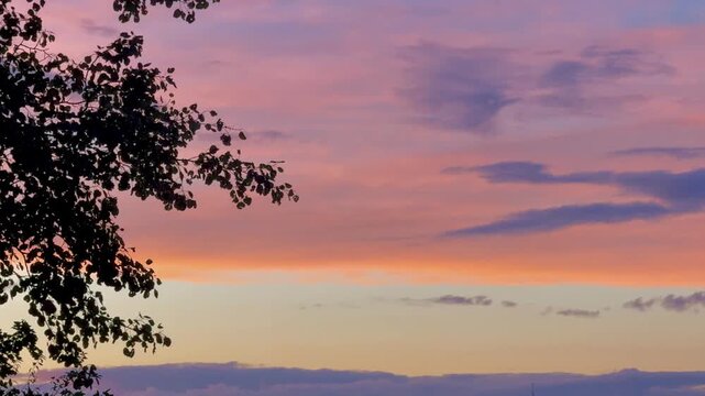 Pink sunset in the field and forest in the back, beautiful summer landscape