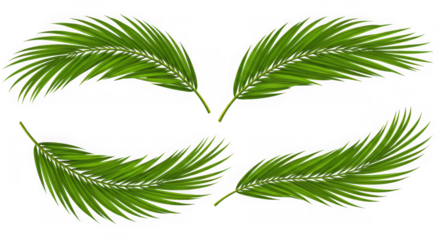 Four vibrant green palm fronds arranged artistically isolated on transparent background