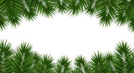 Festive green fir tree branches forming a decorative border isolated on transparent background