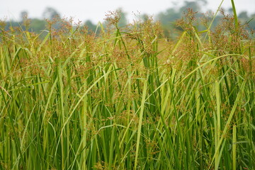 Scirpus cyperinus also known as woolgrass or common woolsedge plants with flowers