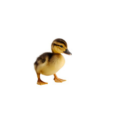 Fototapeta premium An adorable fluffy baby mallard duckling standing and looking curious, isolated on a clean white background for studio photography.