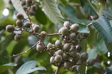 the fruits of a Jarul tree, also known as Queen's Flower or Pride of India 