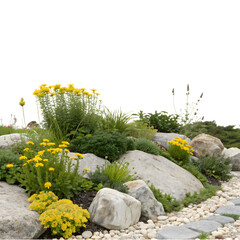 Rocky garden landscape with yellow flowers isolated on transparent background