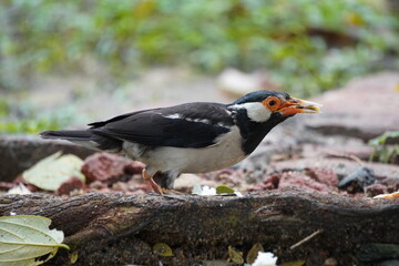 Indian Pied Myna, also known as the Asian Pied Starling in closeup