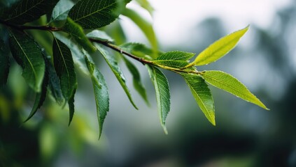 Obraz premium Close-up of a branch with fresh, vibrant green leaves. Soft focus on background