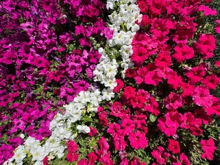 Colorful mix of blooming petunias in vibrant red, magenta, white, and purple hues. A lively floral texture ideal for spring and summer themes, garden backgrounds, and nature concepts.
