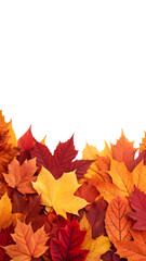 Pile of colorful autumn maple leaves isolated on transparent background