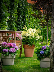hydrangea