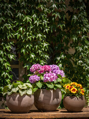 Hydrangea