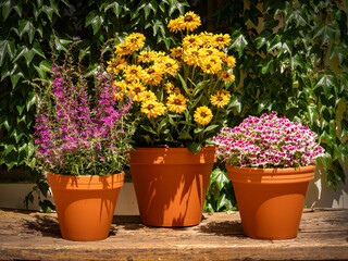 flowers before ivy