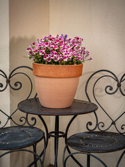 Angel Geranium