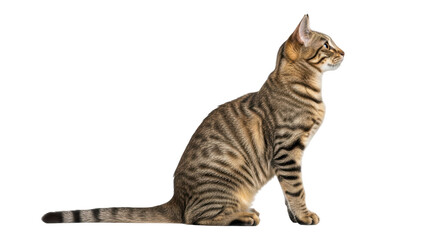 Isolated Striped Cat Sitting